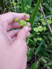 Euphorbia roemeriana
