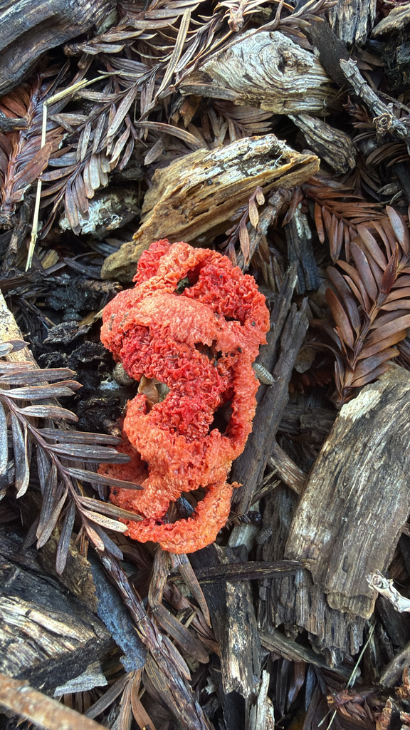 red-cage fungus · August 2026 · photo: Photo: (c) nebrooks, some rights reserved (CC BY) · iNaturalist