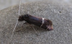 Adela purpurea