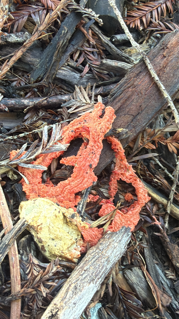 red-cage fungus · August 2026 · photo: Photo: (c) nebrooks, some rights reserved (CC BY) · iNaturalist