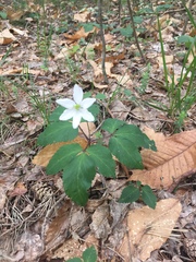 Anemonoides trifolia