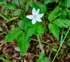 Anemonoides trifolia