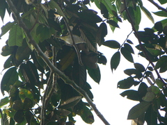 Vireo chivi