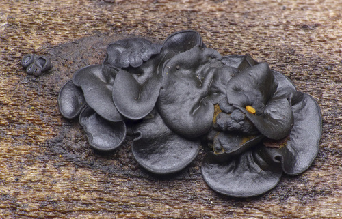 Ionomidotis olivascens
