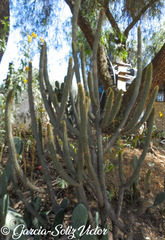 Cleistocactus parviflorus