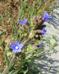 Anchusa officinalis