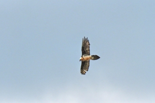 Eurasian Bearded Vulture