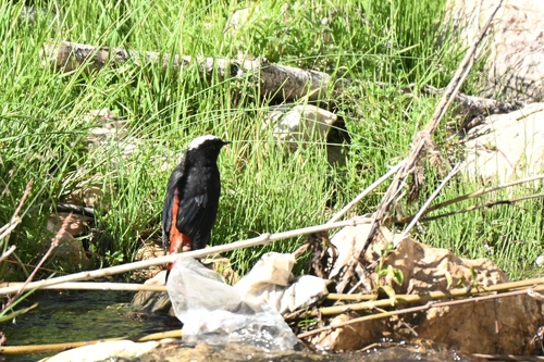White-capped Redstart
