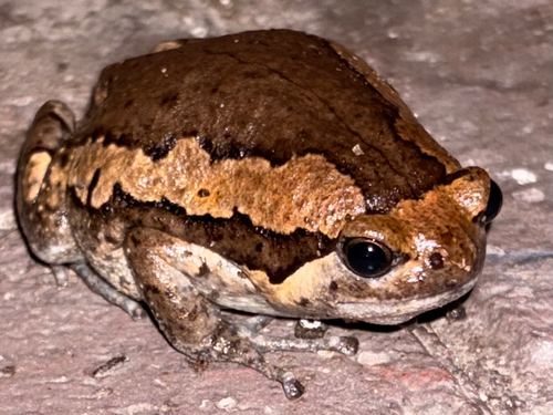 Asian Painted Frog