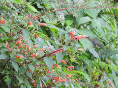 Lampornis amethystinus