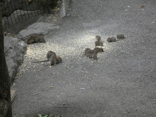 Rat photographed near here on 2026-08-01
