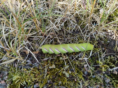 Privet Hawkmoth