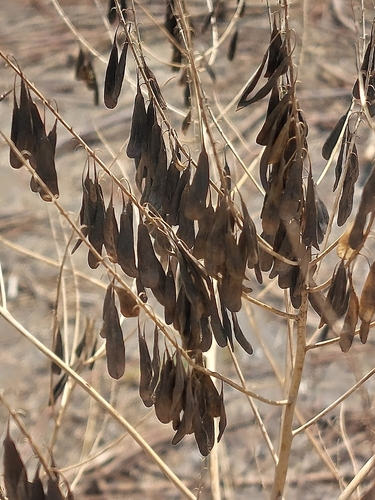 Isatis tinctoria, photograph 3
