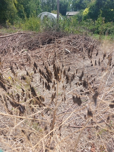 Isatis tinctoria, photograph 4
