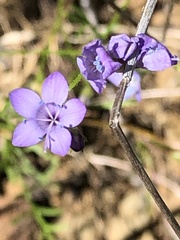 Gilia achilleifolia