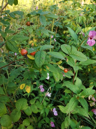 Наблюдение на iNaturalist
