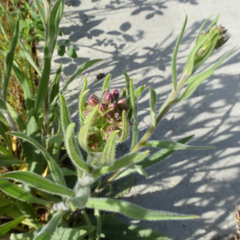 Anchusa officinalis