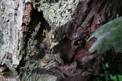 Carabus lineatus lateralis