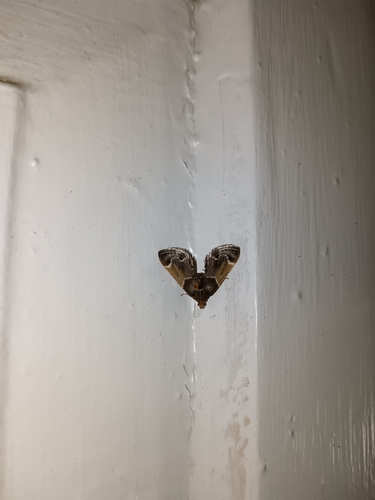 Meal moth