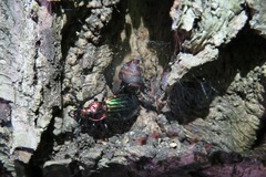 Carabus lineatus lateralis