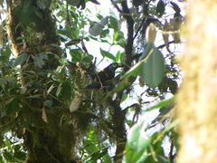 Andigena laminirostris