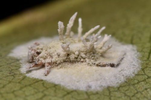 Chlorocillium