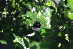 Chiropotes albinasus
