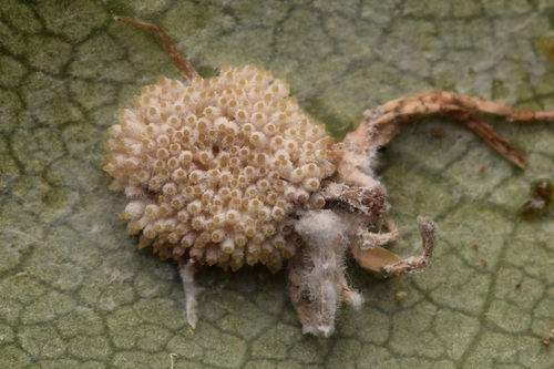 Gibellula