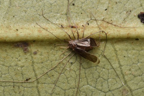 Ophiocordyceps