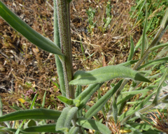 Anchusa officinalis