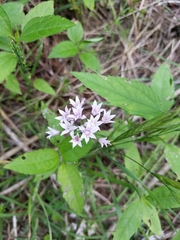 Allium drummondii