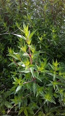 Anisacanthus quadrifidus wrightii