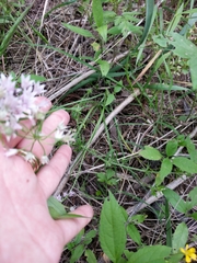 Allium drummondii