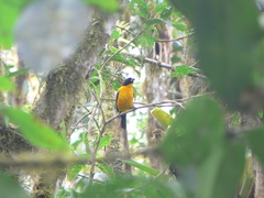 Anisognathus notabilis