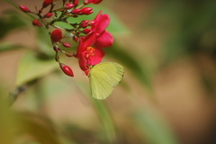 Eurema senegalensis