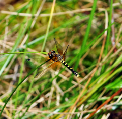 Nannothemis bella