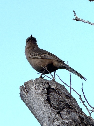 Chalk-browed Mockingbird