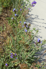 Anchusa officinalis