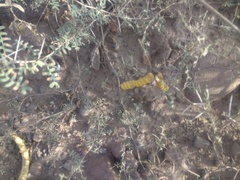 Prosopis strombulifera