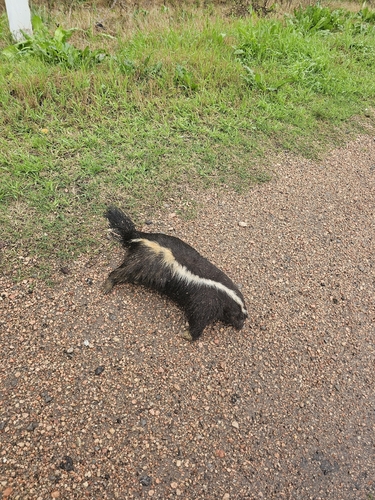 Molina's Hog-nosed Skunk