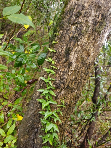 Catclaw vine