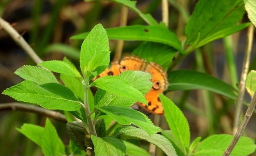 Peacock Pansy