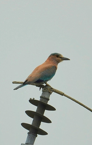 Indian Roller