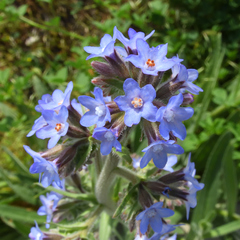 Anchusa officinalis