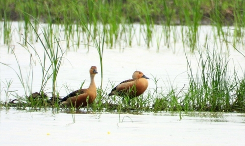 Lesser Whistling-Duck