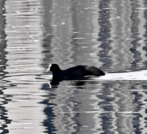 Eurasian Coot