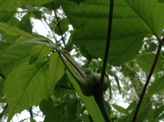 Contarinia negundinis