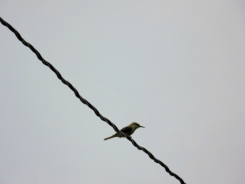 Blue-tailed Bee-eater