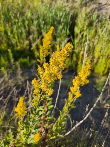 European goldenrod