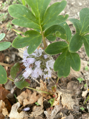 Hydrophyllum capitatum